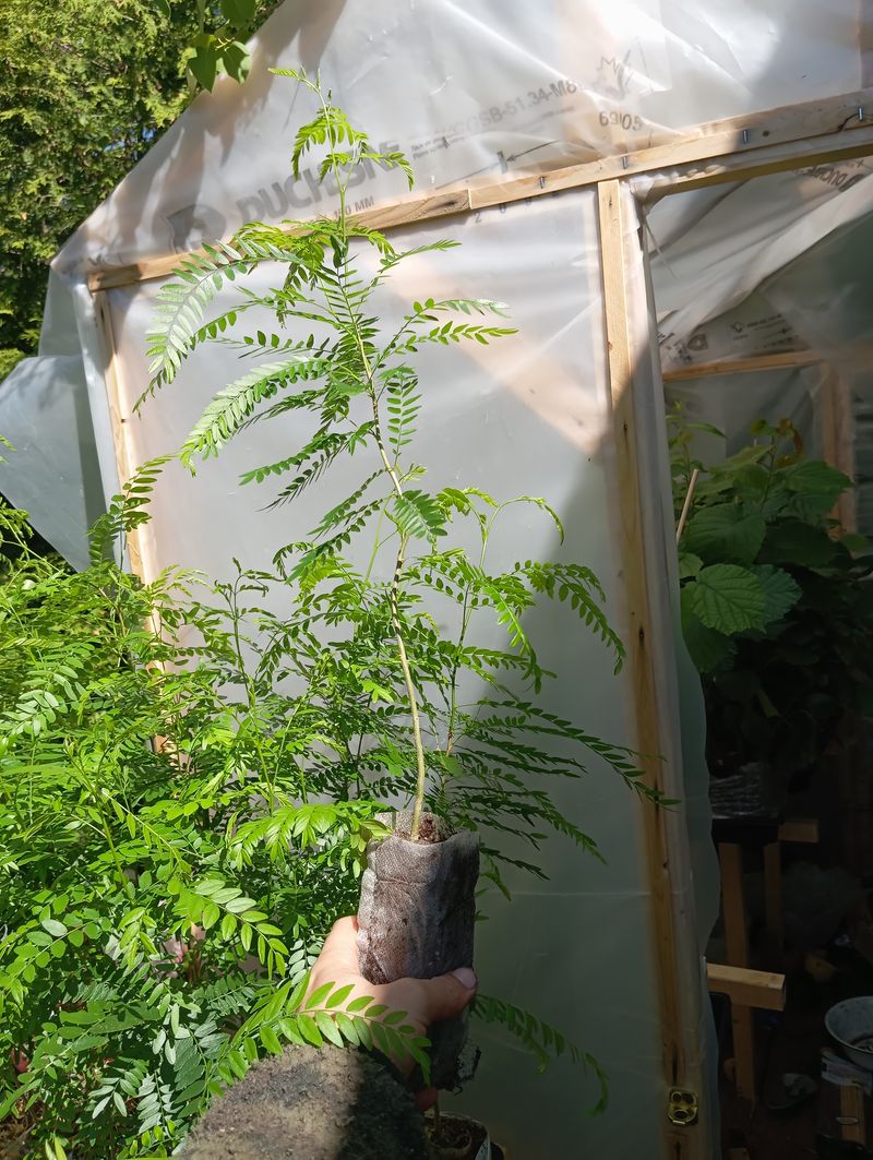 Gleditsia triacanthos